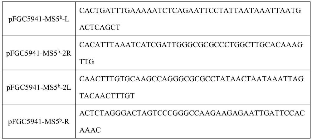 Dominant nuclear male sterility gene ms5 in Brassica napus  <sup>b</sup> and its application