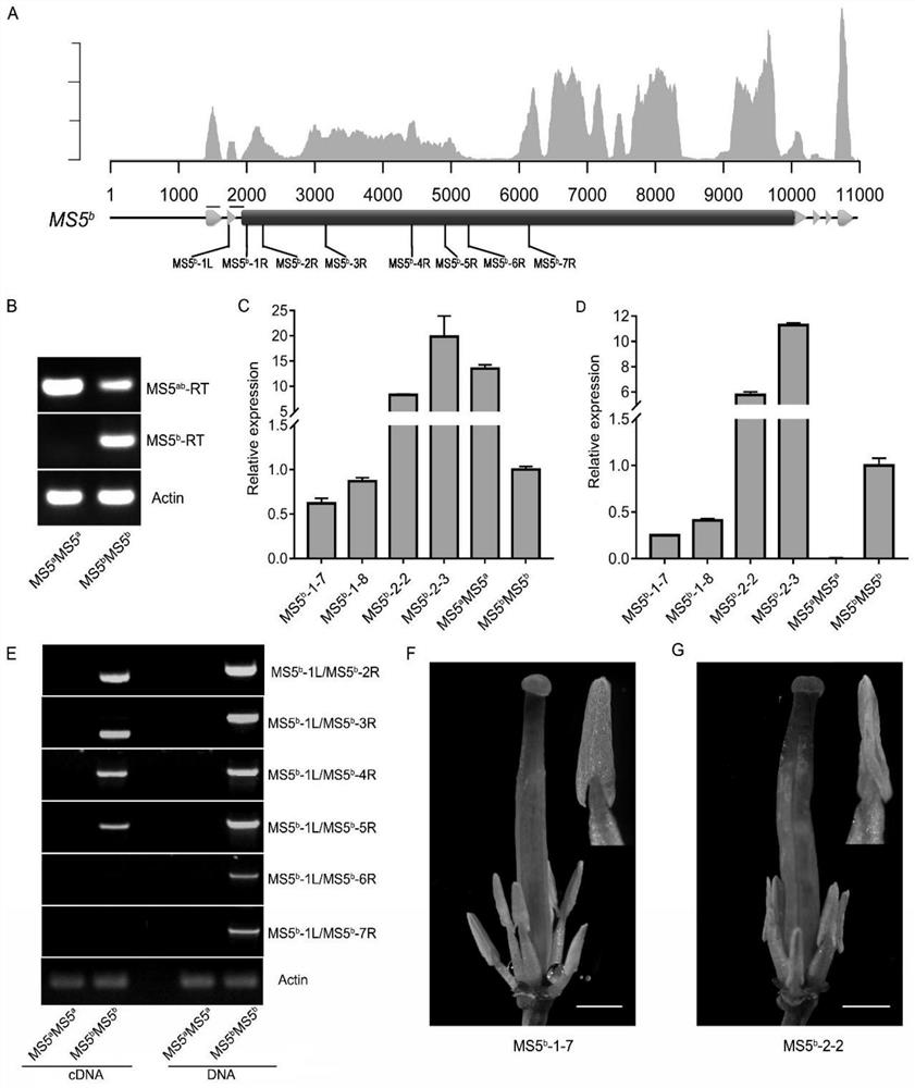 Dominant nuclear male sterility gene ms5 in Brassica napus  <sup>b</sup> and its application