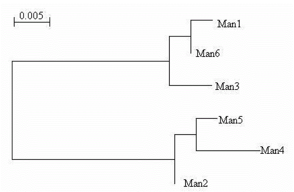 Mannase and mutants thereof