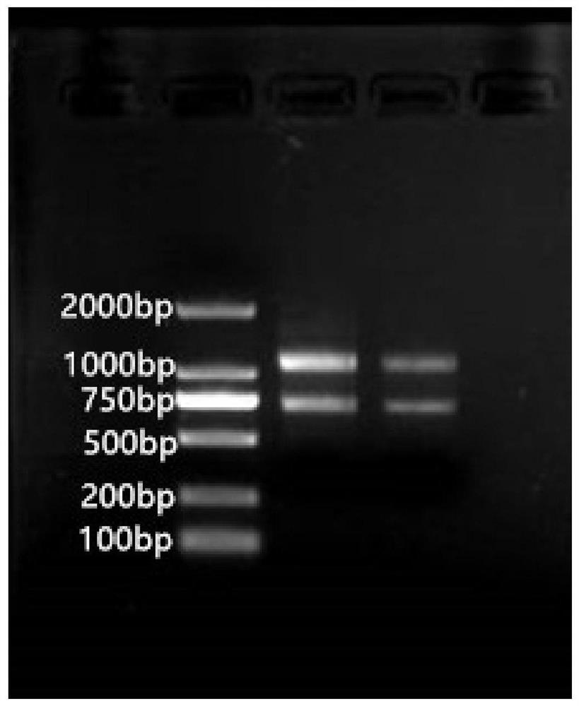 Precursor gene of hickory mir159a and its application in early plant flowering