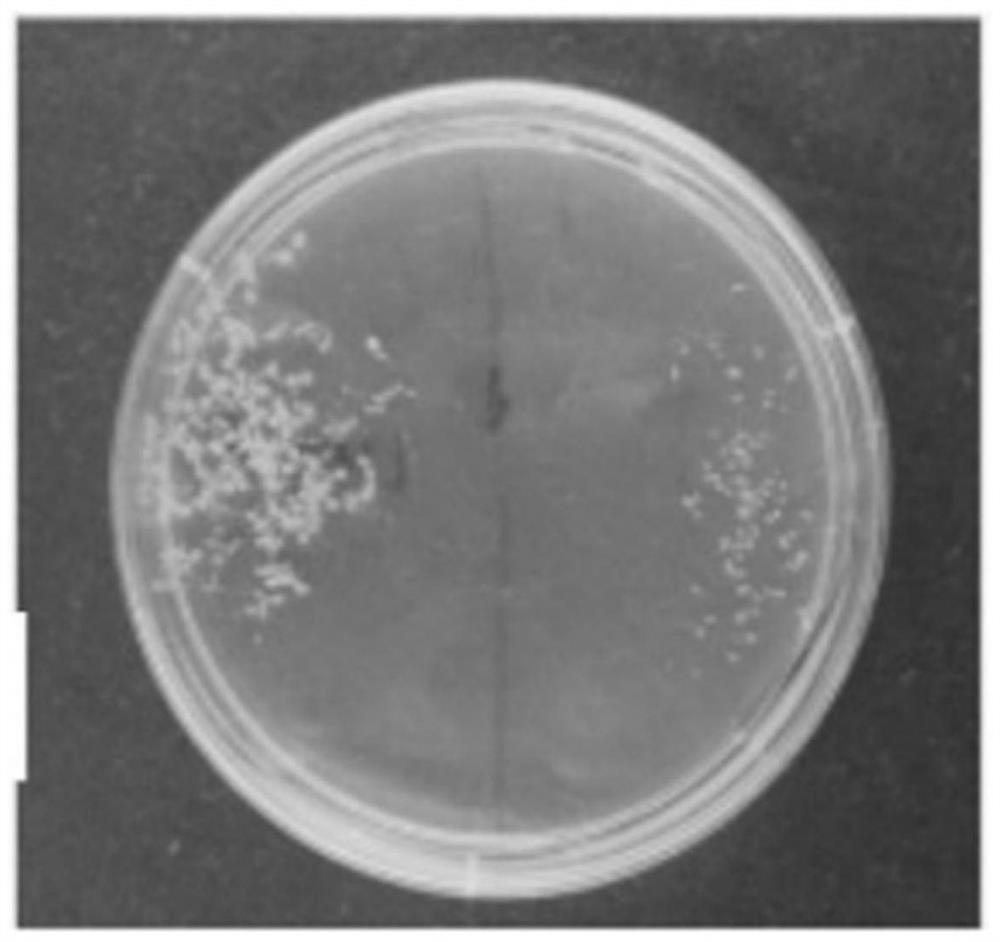 Precursor gene of hickory mir159a and its application in early plant flowering