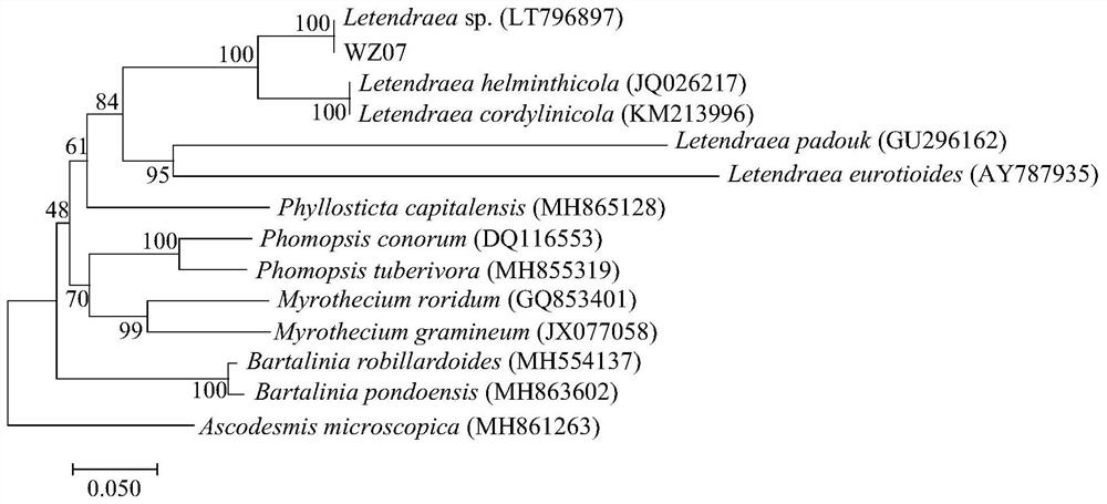 Endophytic fungus letendraea sp.WZ07 and its application in the synthesis of nano-silver