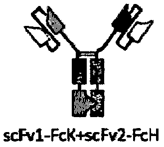 Novel bispecific antibody and purpose thereof