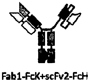 Novel bispecific antibody and purpose thereof