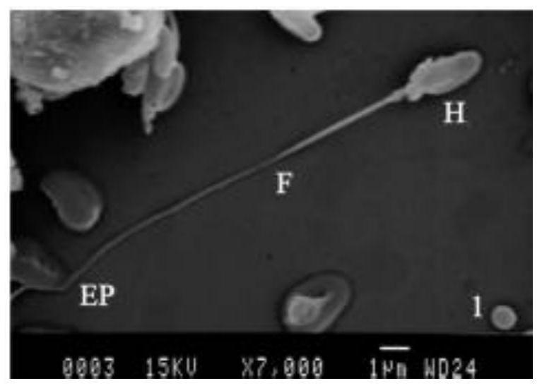 Hexagrammos otakii sperm productive cryopreservation method