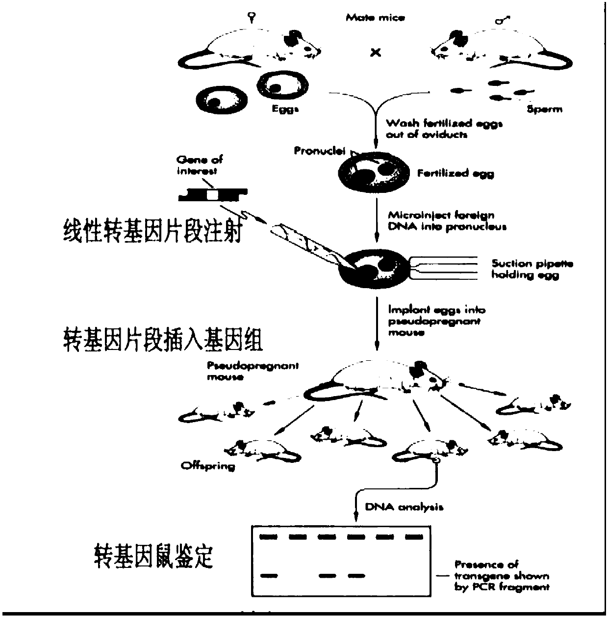 Application of gene and construction method of animal model