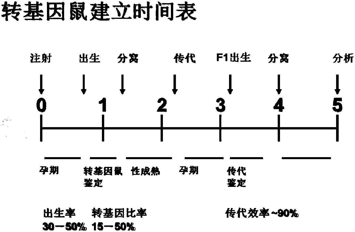 Application of gene and construction method of animal model