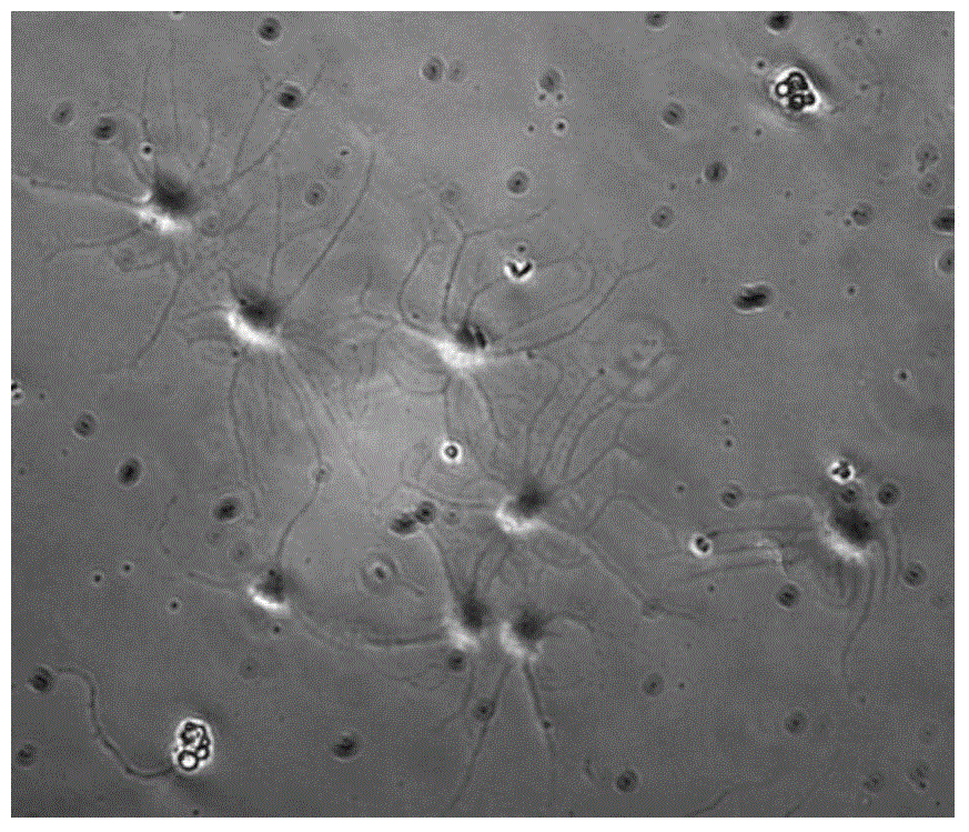 Method for separating and culturing trigeminal root ganglion neurons of mammal in vitro and application of method