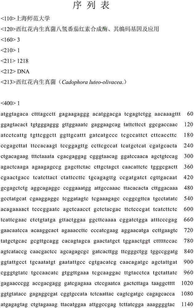 Phytoene synthase of endophytic fungi of saffron, encoding gene of phytoene synthase and application of encoding gene