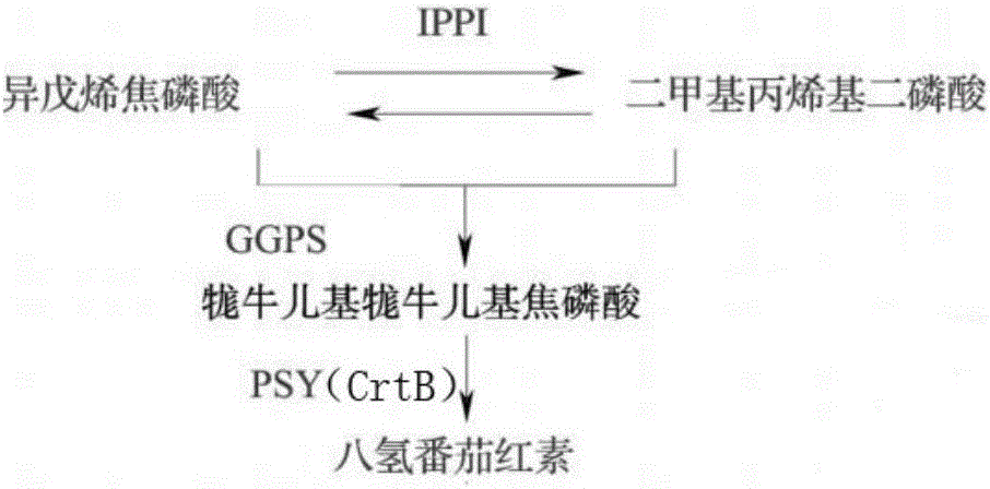 Phytoene synthase of endophytic fungi of saffron, encoding gene of phytoene synthase and application of encoding gene