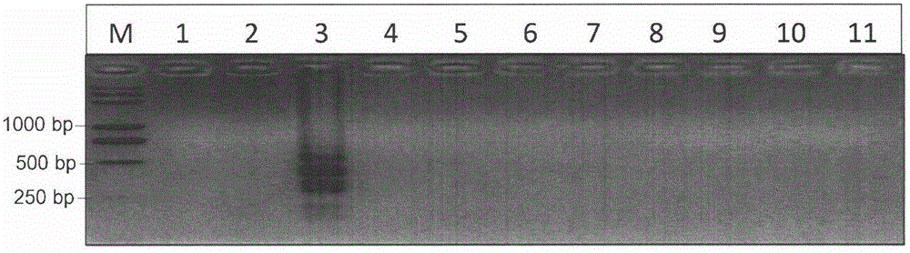 Carbendazim resistant genotype F200Y sclerotinia sclerotiorum LAMP detection primer composition and LAMP test kit and LAMP test method