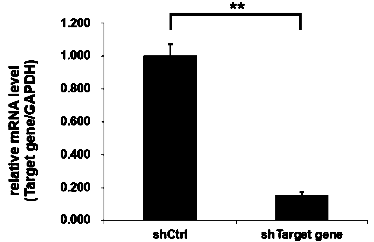 Application of human TRIP13 gene and related medicine thereof