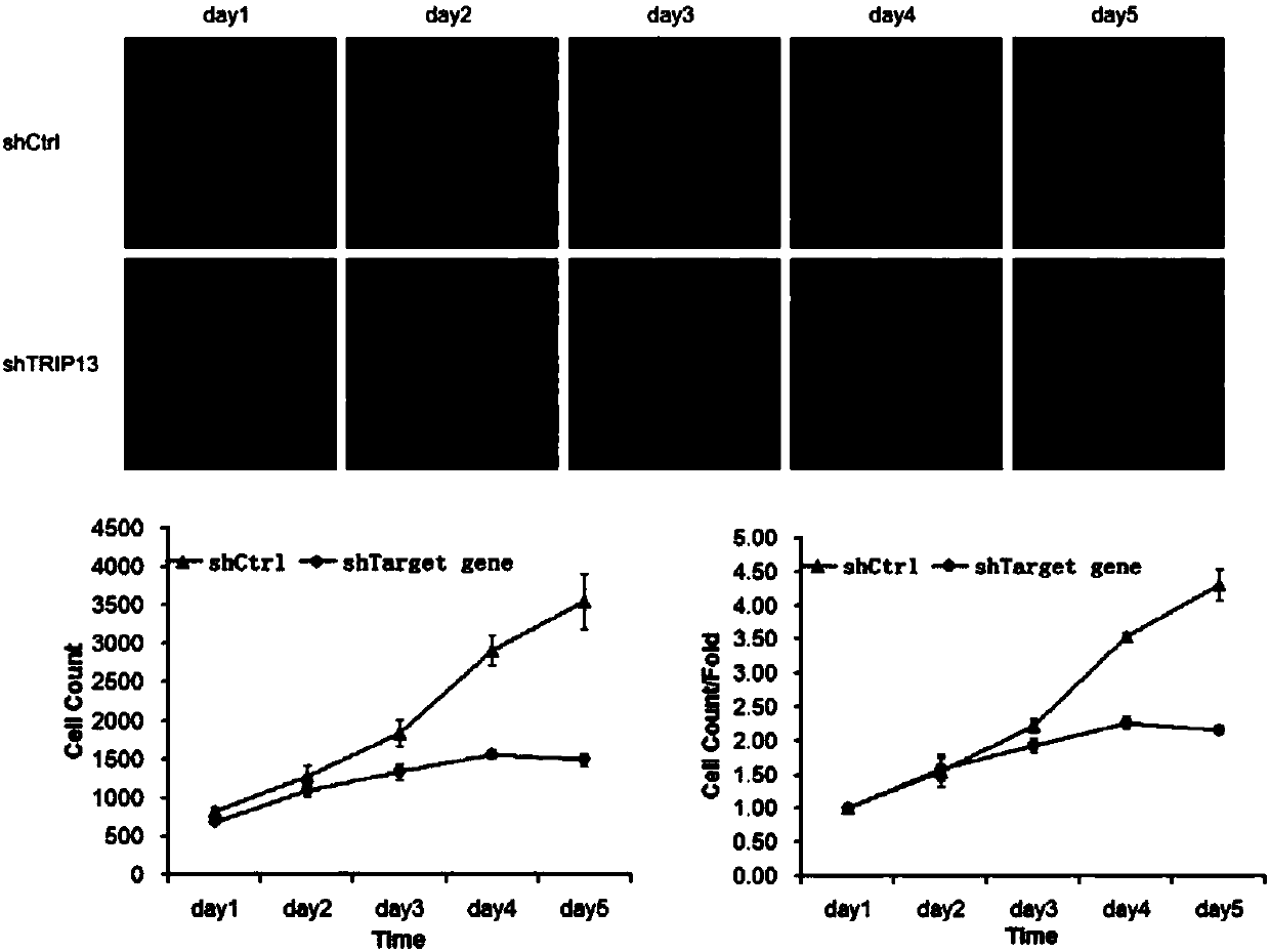 Application of human TRIP13 gene and related medicine thereof