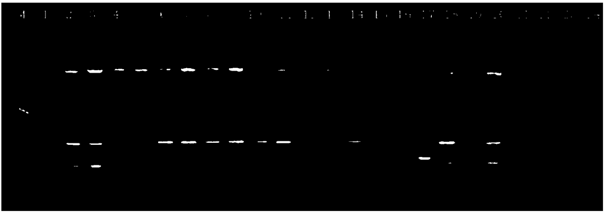 Sodium azide mutagenizing method for juvenile citrus internodal stem segments