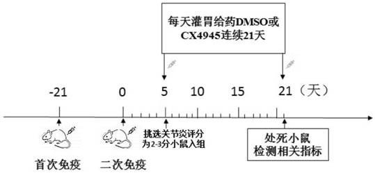 Application of CK2 inhibitor in preparation of rheumatoid arthritis treatment drugs