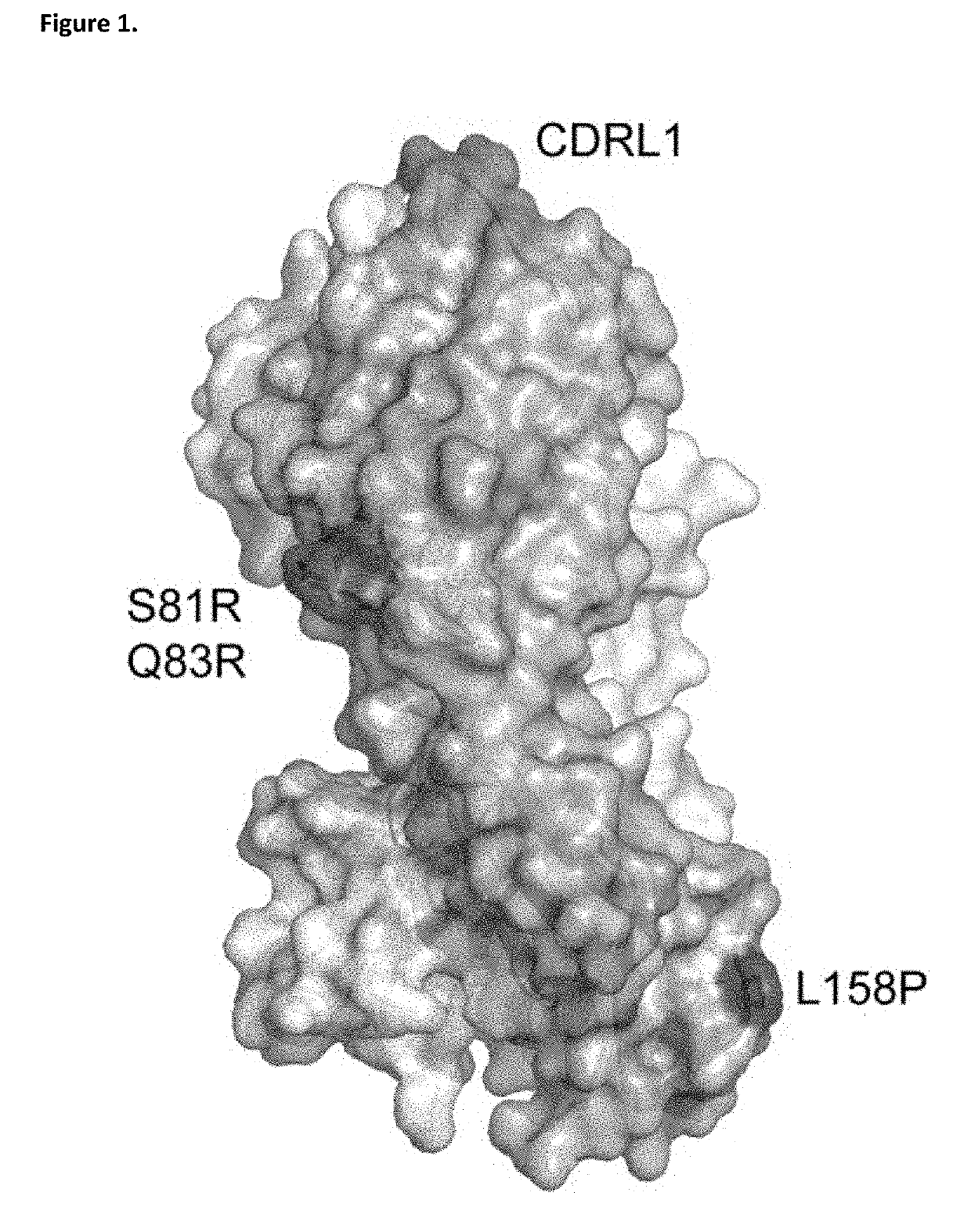 ANTI-IgE ANTIBODIES