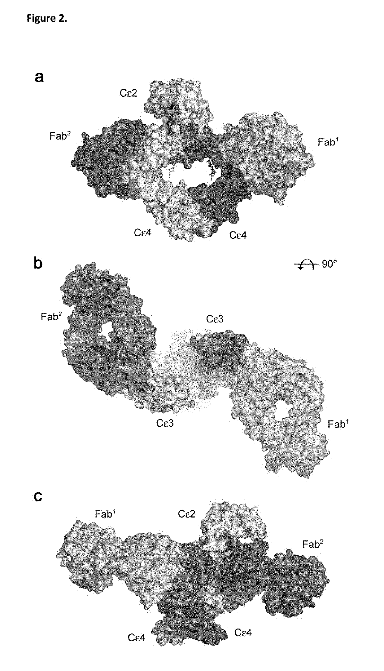 ANTI-IgE ANTIBODIES