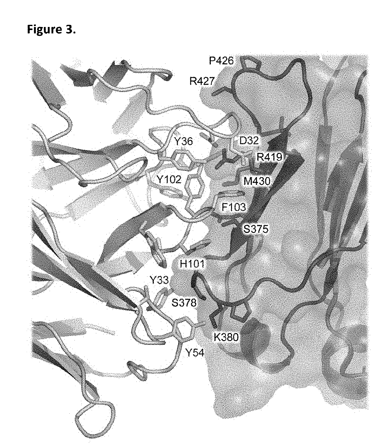 ANTI-IgE ANTIBODIES