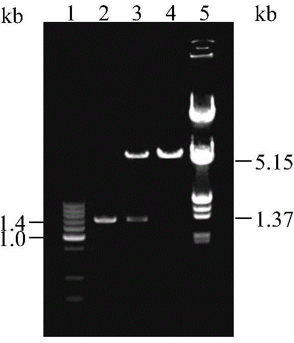 DNA vaccine with resistance to infectious spleen and kidney necrosis viruses