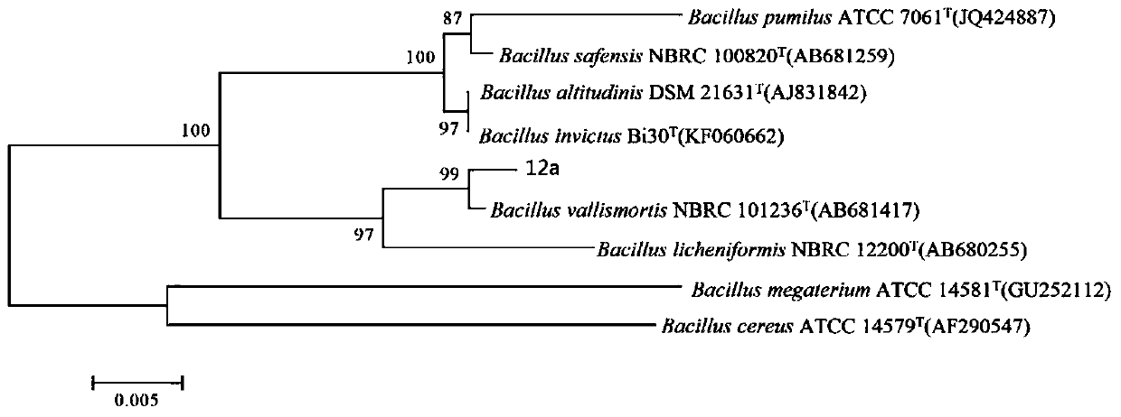 Screening, identification and application of an antagonistic bacteria producing volatile antibacterial gas