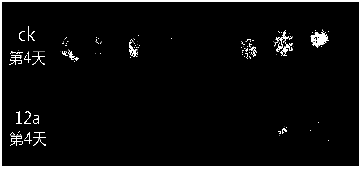 Screening, identification and application of an antagonistic bacteria producing volatile antibacterial gas