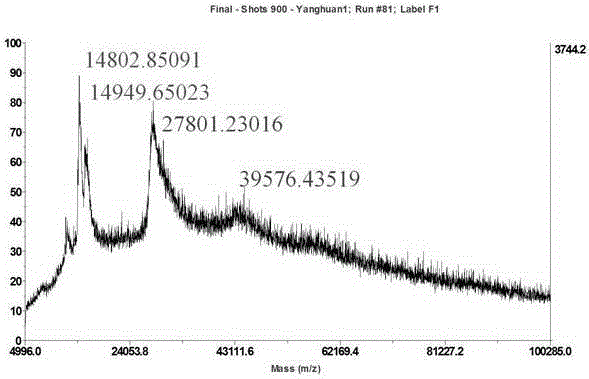 Method for quickly detecting proteins in bombyx batryticatus according to biological mass spectrometry technology