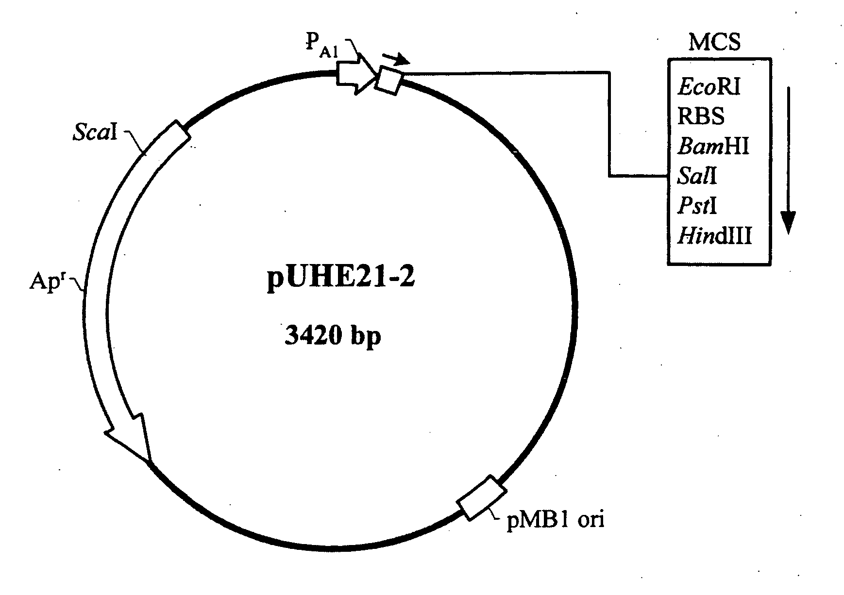 Nucleic acid construct and expression vector for enhancing the production of recombinant protein, and method for the massive production of recombinant protein