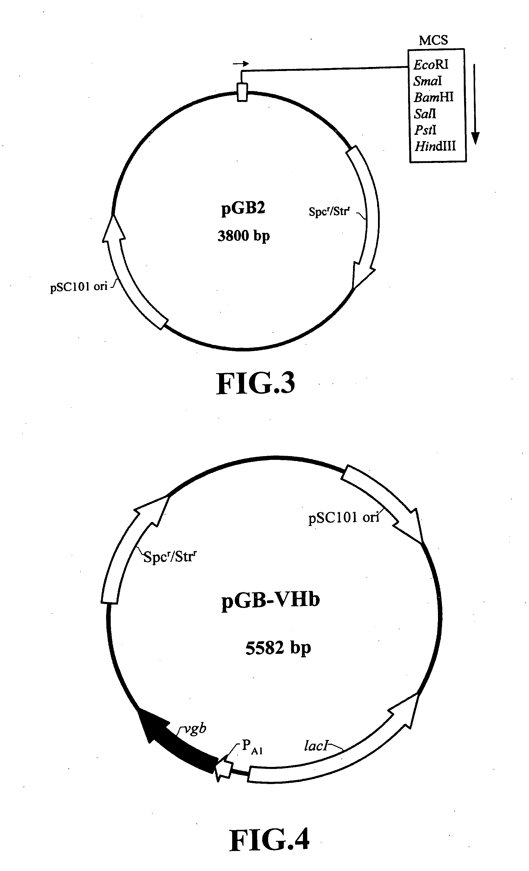 Nucleic acid construct and expression vector for enhancing the production of recombinant protein, and method for the massive production of recombinant protein