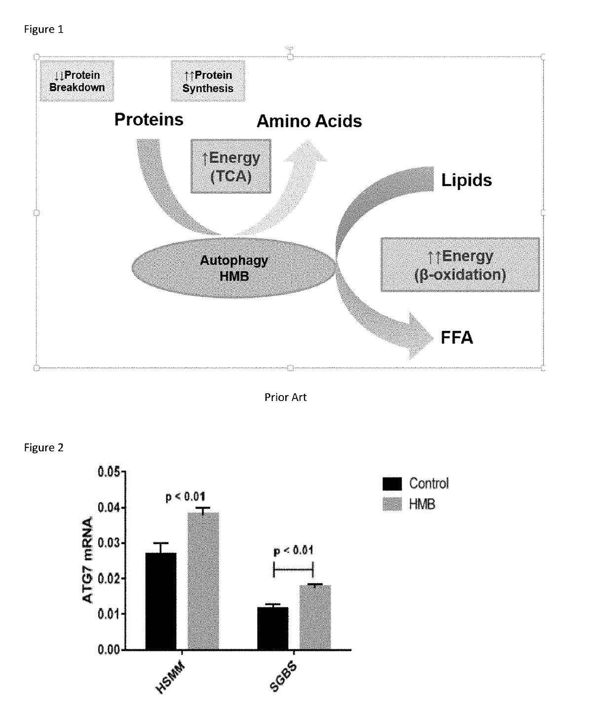 Compositions and Methods of Use of Beta-Hydroxy-Beta-Methylbutyrate (HMB) FOR MODULATING AUTOPHAGY AND LIPOPHAGY