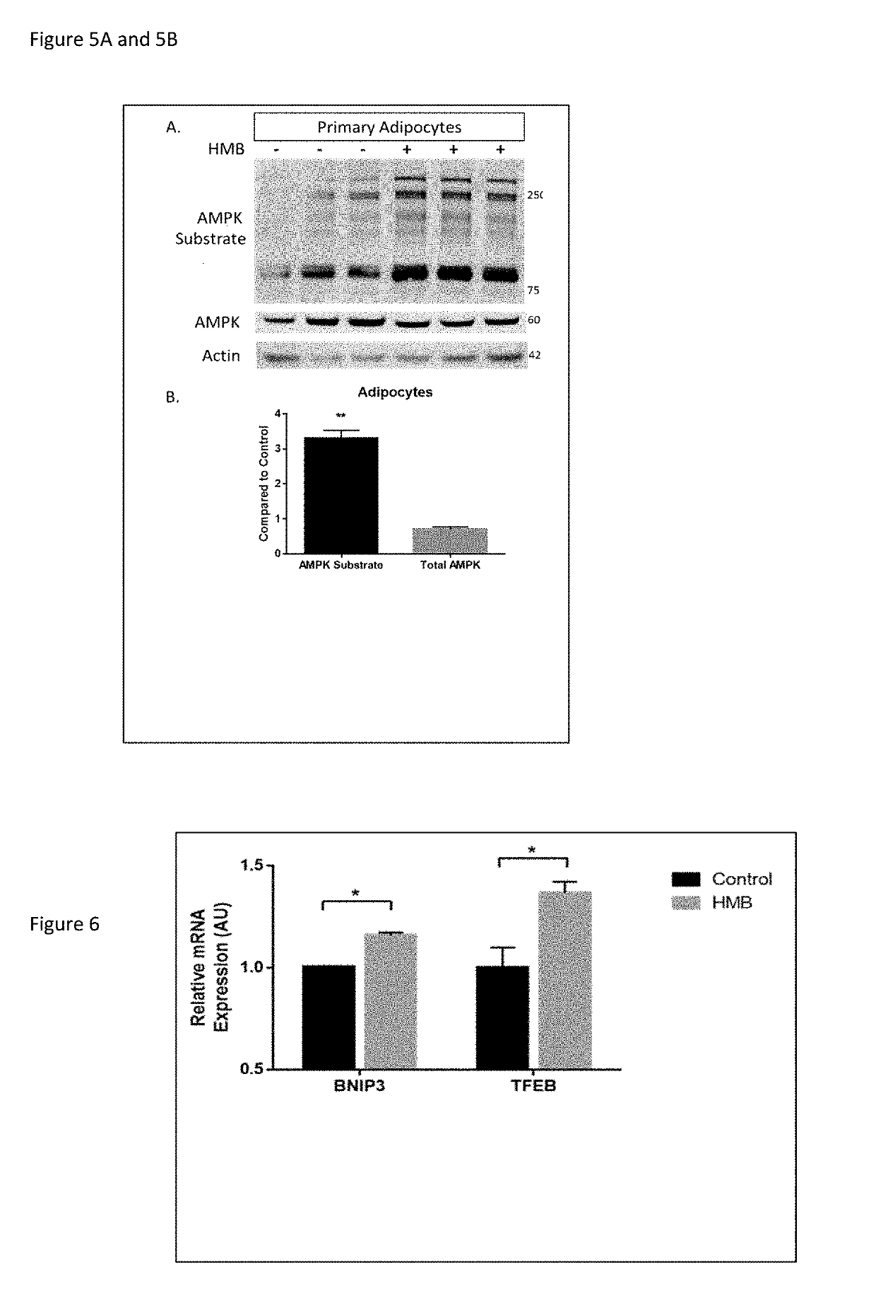 Compositions and Methods of Use of Beta-Hydroxy-Beta-Methylbutyrate (HMB) FOR MODULATING AUTOPHAGY AND LIPOPHAGY