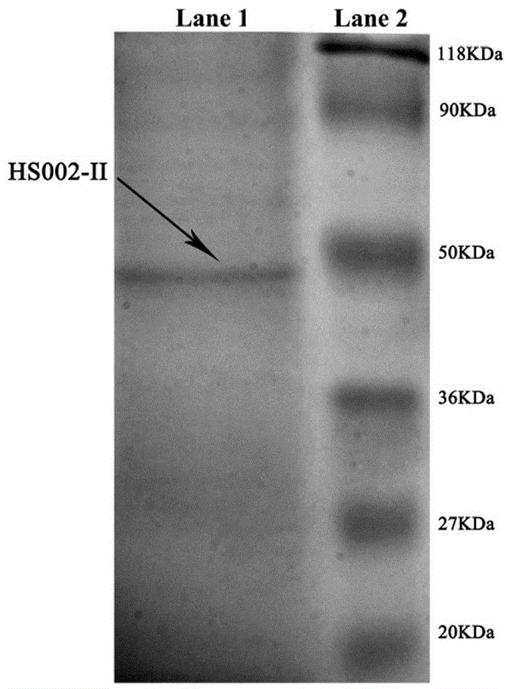 Chinese cordyceps sinensis protein polysaccharide and preparation and application thereof