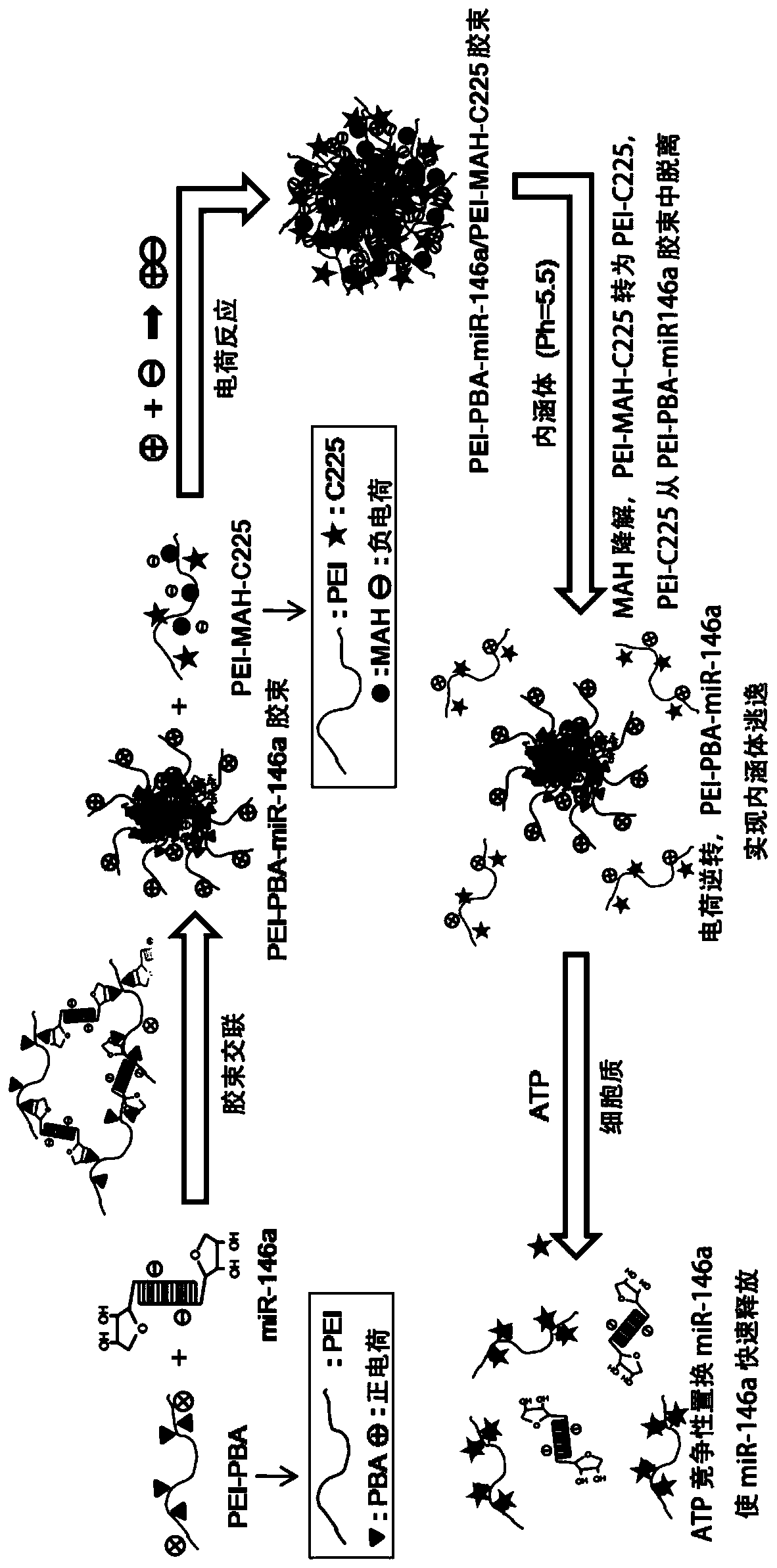 A tumor microenvironment-responsive gene nanomicelle and its preparation method and application