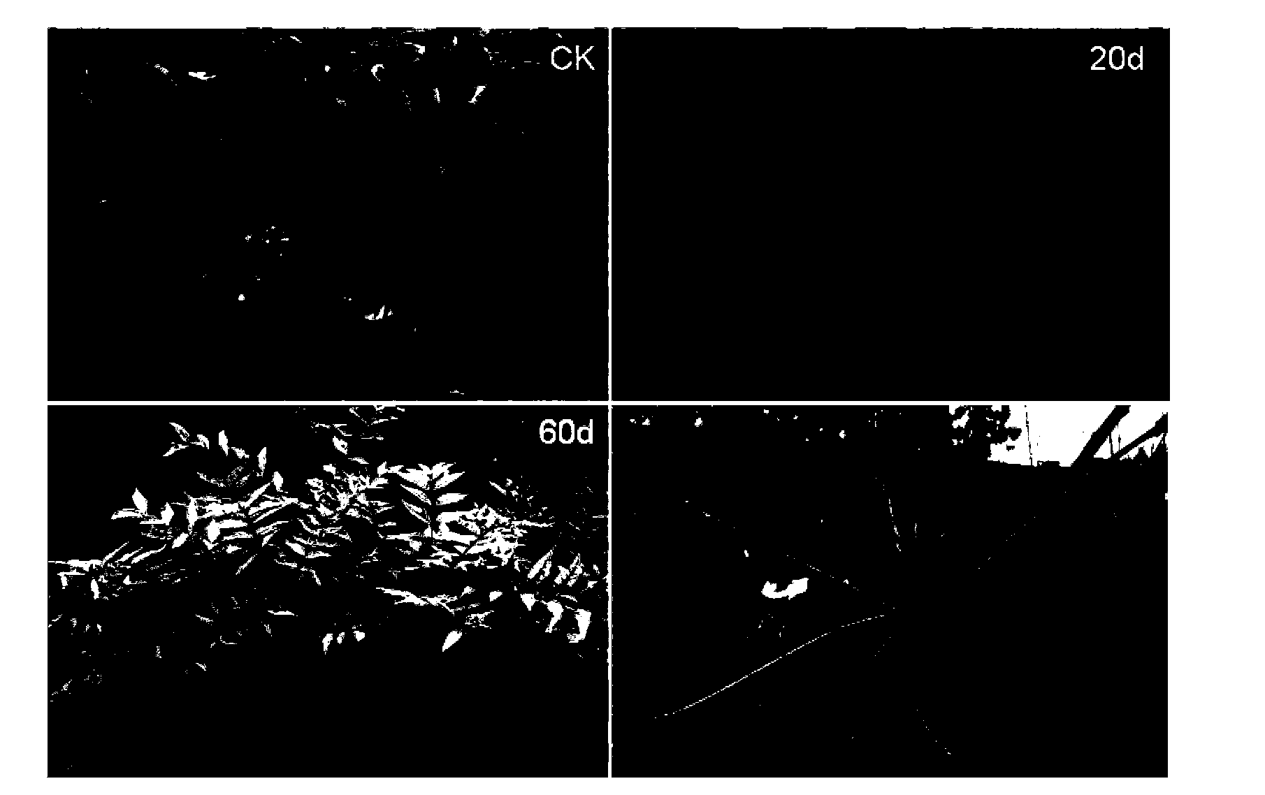 Preparation method of a new type of environmentally friendly woody plant plant type regulator that can control loss and degradation