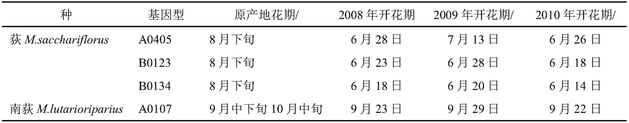 Method for regulating flowering times of M.sacchariflorus and M.lutarioriparius