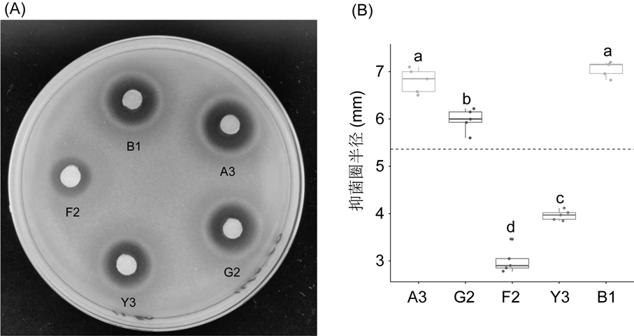 Biocontrol fungicide for preventing and treating potato bacterial wilt and preparation method thereof