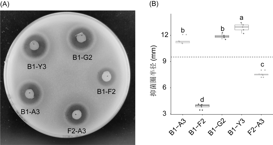 Biocontrol fungicide for preventing and treating potato bacterial wilt and preparation method thereof