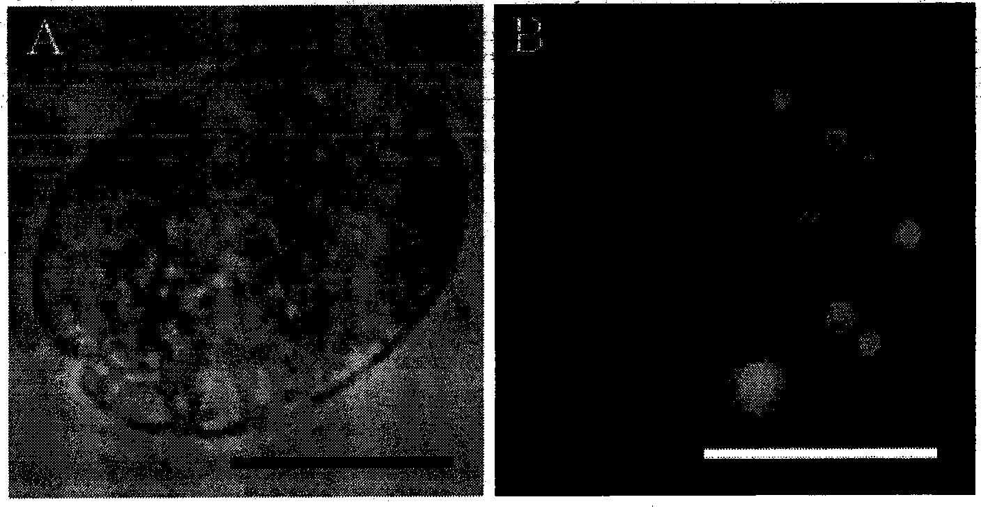 Method for detecting oil content of microalgae