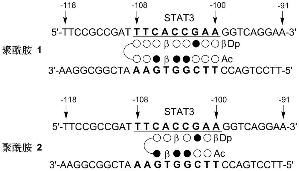 Small-molecule inhibitor targeting PD-L1 gene and application of small-molecule inhibitor