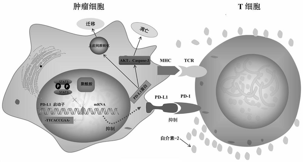 Small-molecule inhibitor targeting PD-L1 gene and application of small-molecule inhibitor