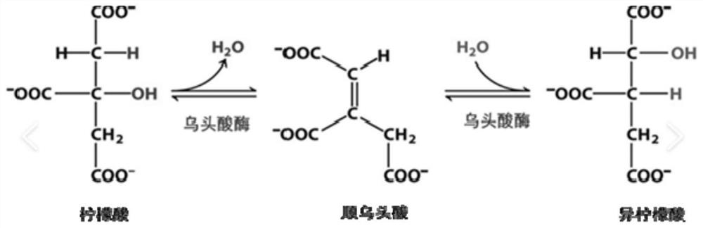 Derivative kit and method for separating citric acid and isocitric acid