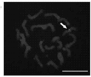 Detection method of vegetal single copy genes