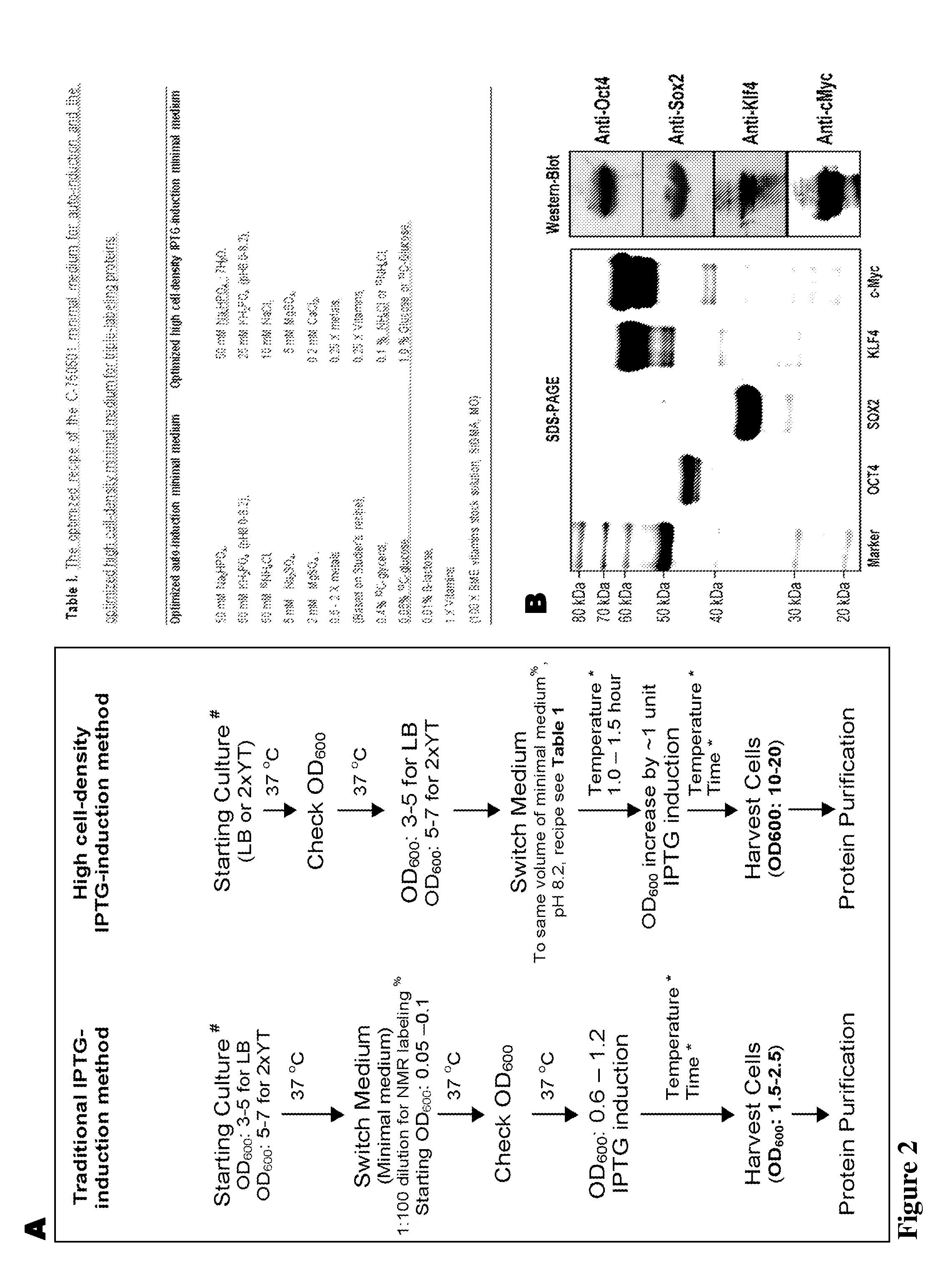 Protein-induced pluripotent cell technology and uses thereof