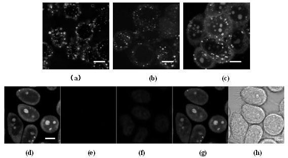 Arginine hybrid cell-penetrating peptide and application thereof