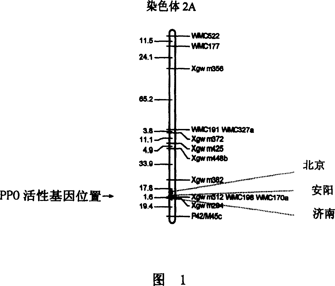 Inspection of wheat polyphenol oxidase activity characteristic and its special primer