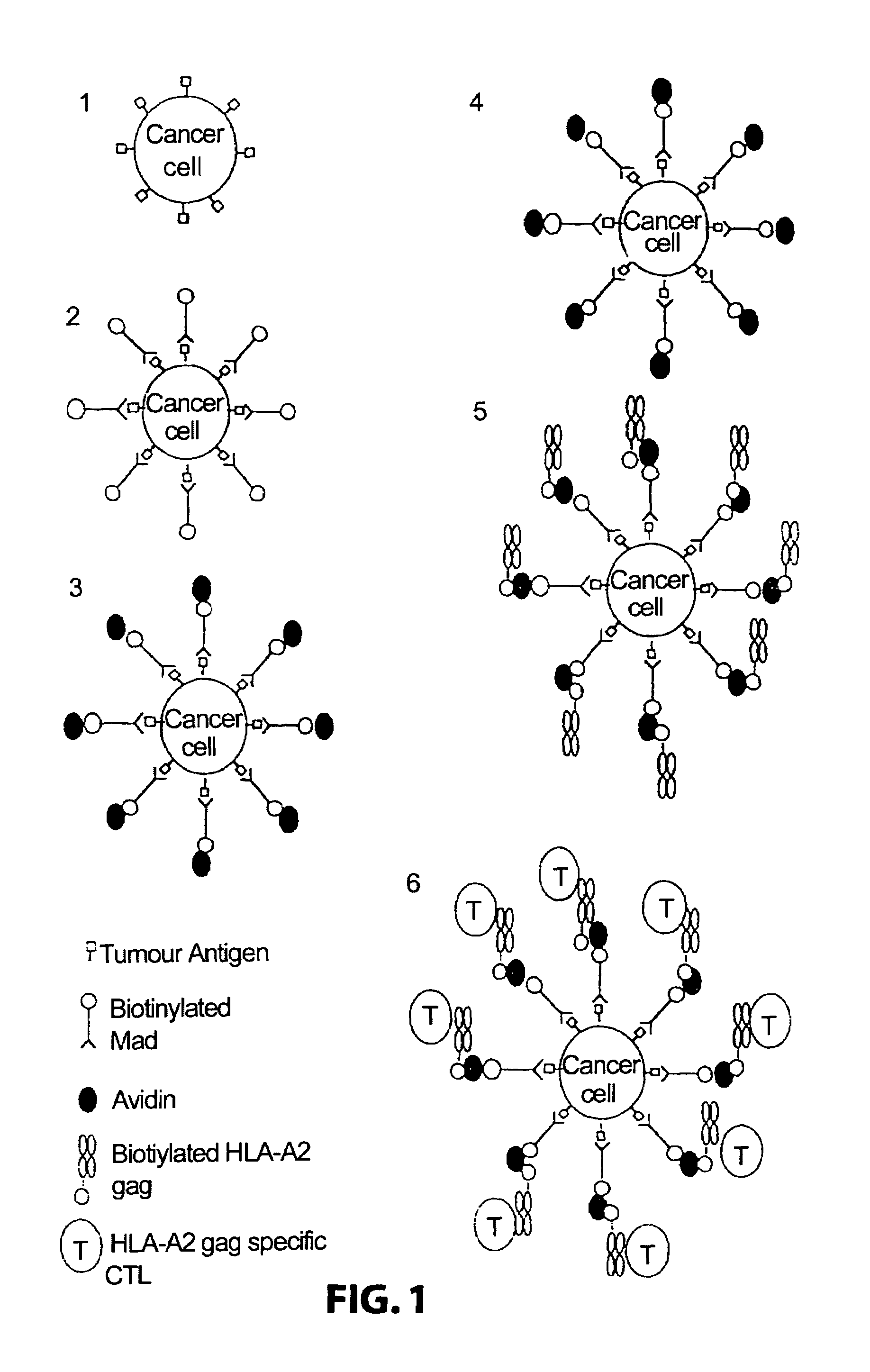 Method for producing cytotoxic T-cells