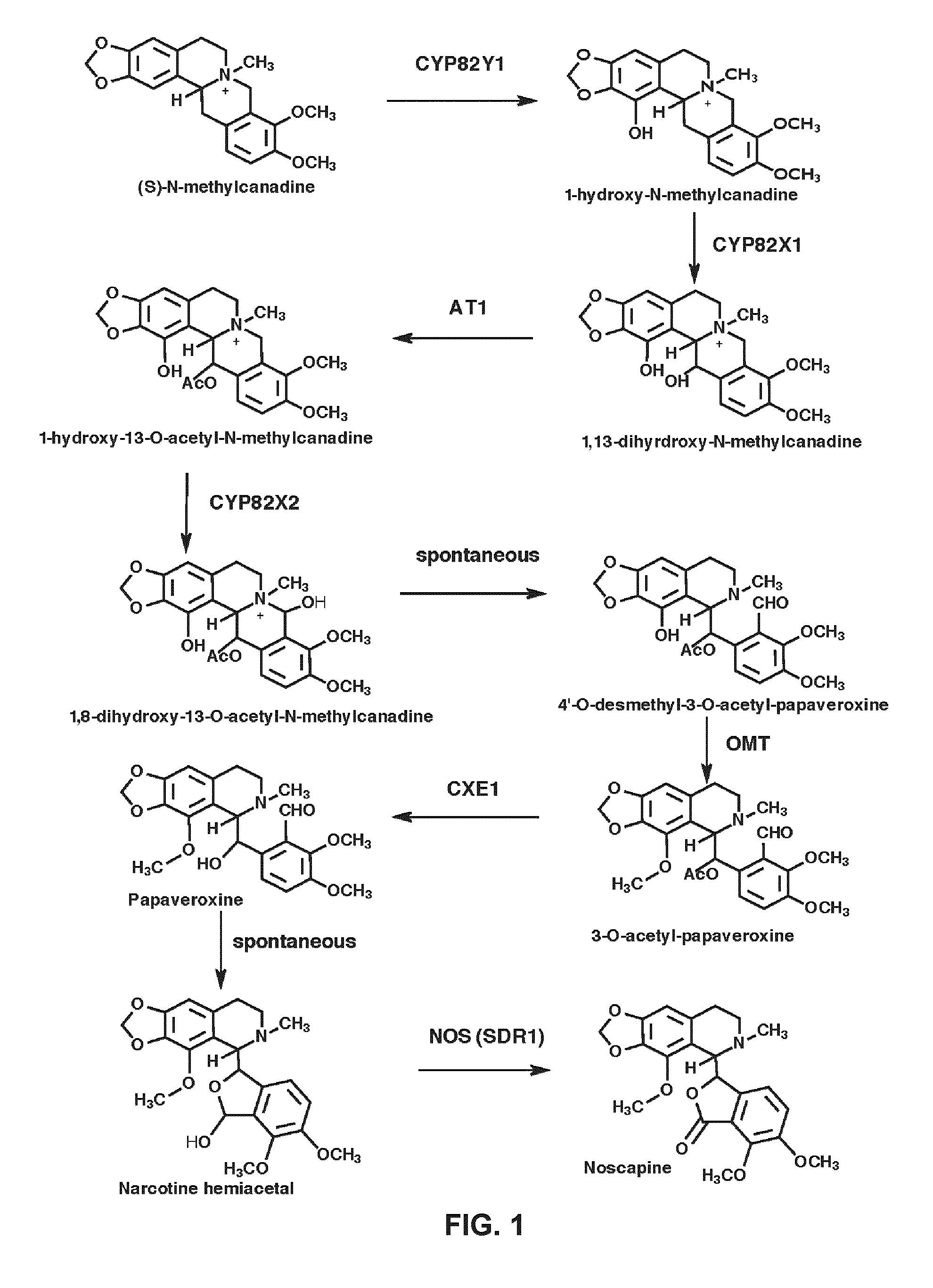 Compositions and methods for making noscapine and synthesis intermediates thereof