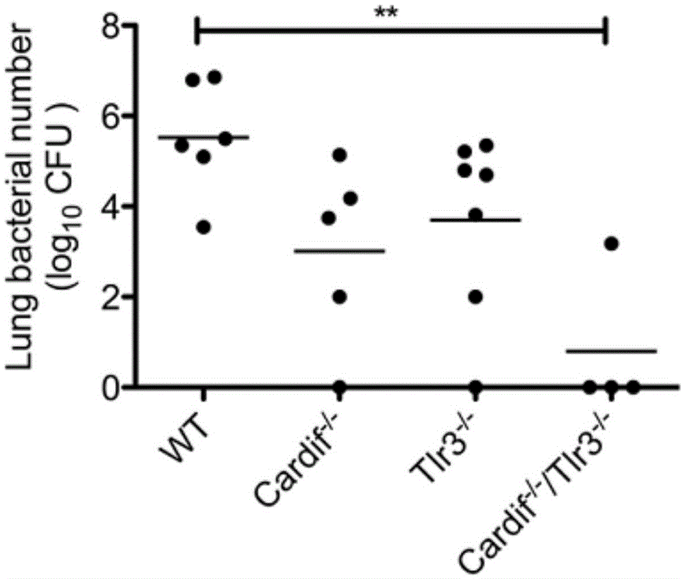 Polyinosinic-polycytidylic acid having long-term unfavorable influence on anti-bacterial defense mechanism