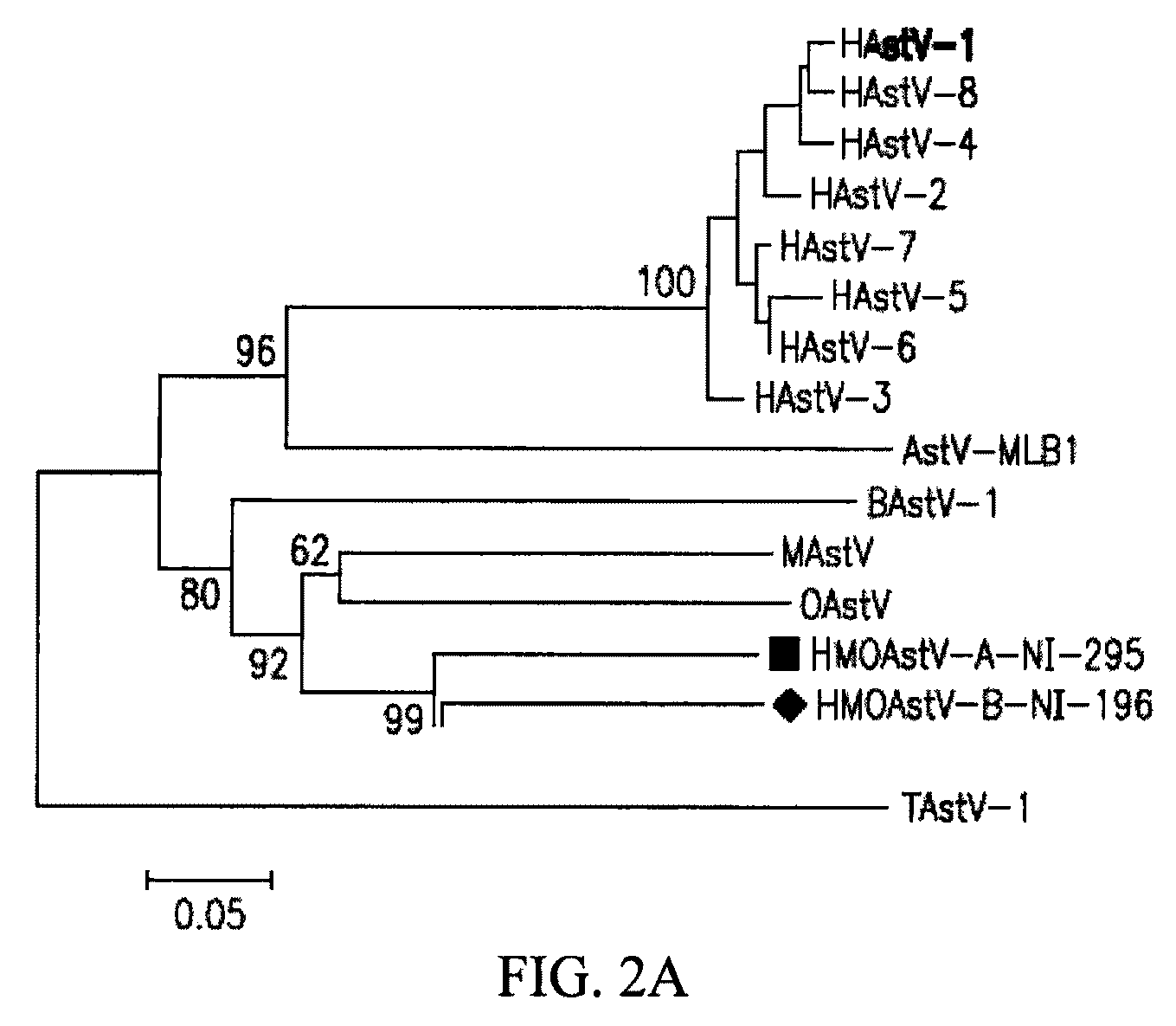 Astrovirus species