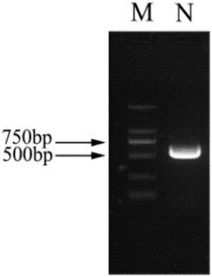 Application of rose RrNUDX1 gene in enhancing of fragrance of plants