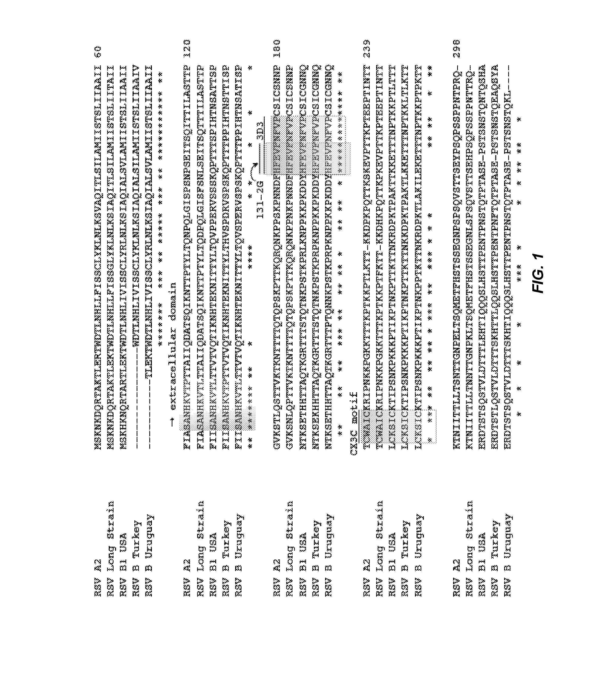 Rsv g protein specific antibodies